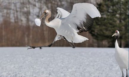 Japoneză, Ussuri sau Manchurian Crane