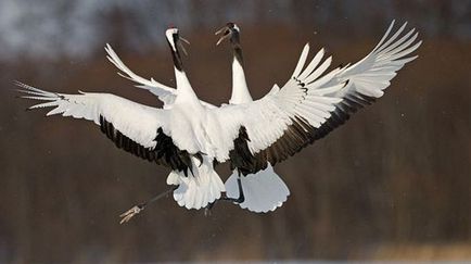 Japoneză, Ussuri sau Manchurian Crane