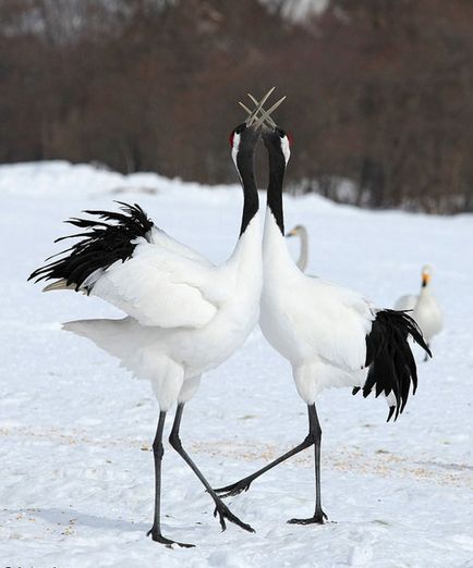 Japoneză, Ussuri sau Manchurian Crane