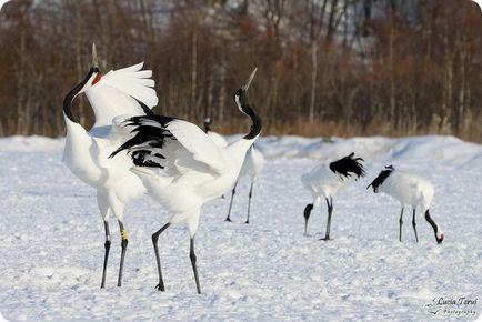 Японський журавель (лат