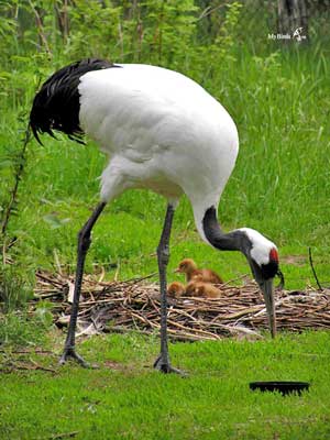 Crane japoneze - lumea este frumoasă