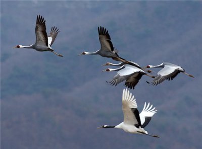 Crane japoneze - lumea este frumoasă