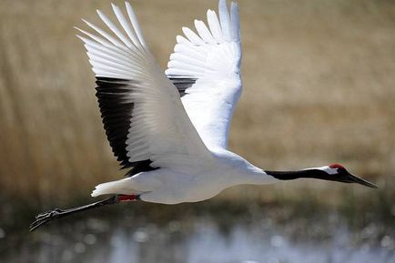 Японський журавель, японський журавель (grus japonensis), польові ознаки ареал поширення