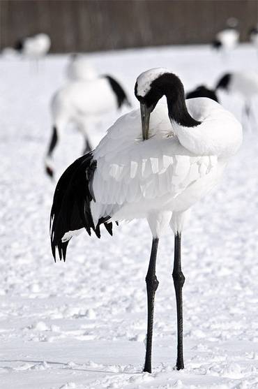 Macaraua japoneză, macaraua japoneză (grus japonensis), distribuția câmpurilor de câmp