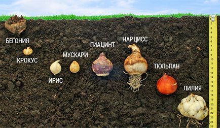Lépcsőzetes ültető virághagymákat (telepítési virághagymák) Lépcsőzetes ültetés virághagymák