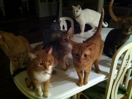 Yuri Antonov și familia lui de pisici))