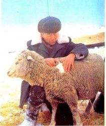 Южноуральская порода овець - agroxxi