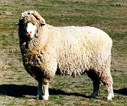 Южноуральская порода овець, південноуральські вівці