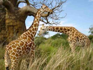 De ce gât girafa