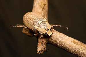 Mysteries a hegy Bogdo nagy - National Geographic Oroszország