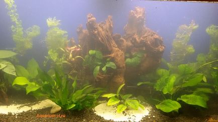 Futó akvárium nyálka uszadék