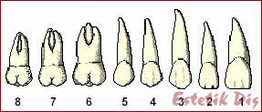 Sanatatea dentara si cavitatea bucala la copii - estetik di - dentara si dentara