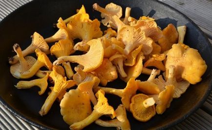 Fried chanterelles recept hagyma, burgonya és tejföl