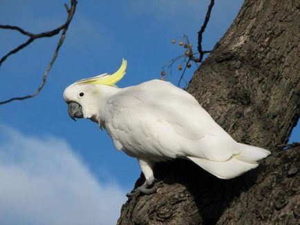 Galben-cocos cockatoo - un papagal originar din Australia