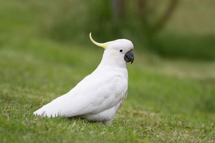 Galben-cocos cockatoo - un papagal originar din Australia