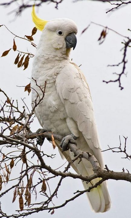 Galben-cocos cockatoo - un papagal originar din Australia