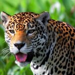 Jaguar de animale (50 de poze) arata si in cazul in care beastul traieste, caracterul si viteza de pisica, negru