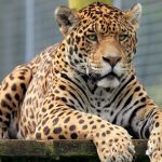 Jaguar de animale (50 de poze) arata si in cazul in care beastul traieste, caracterul si viteza de pisica, negru