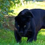 Jaguar de animale (50 de poze) arata si in cazul in care beastul traieste, caracterul si viteza de pisica, negru