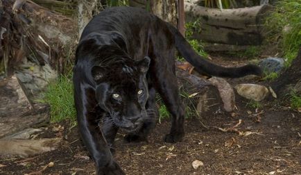 Jaguar de animale (50 de poze) arata si in cazul in care beastul traieste, caracterul si viteza de pisica, negru