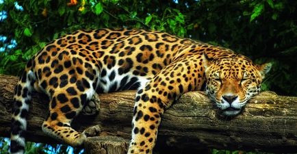 Jaguar de animale (50 de poze) arata si in cazul in care beastul traieste, caracterul si viteza de pisica, negru