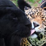 Jaguar de animale (50 de poze) arata si in cazul in care beastul traieste, caracterul si viteza de pisica, negru