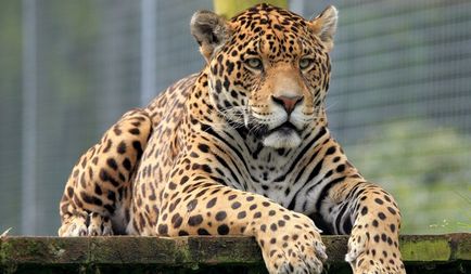 Jaguar de animale (50 de poze) arata si in cazul in care beastul traieste, caracterul si viteza de pisica, negru