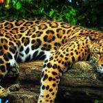 Állati Jaguar (50 fotó) külleme és hol lakik a fenevad, a természet és a sebesség egy macska, egy fekete (állat) Állati Jaguar (50 fotó) külleme és ahol az állat életét, a természet és a sebesség a macska, fekete