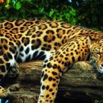 Jaguar de animale (50 de poze) arata si in cazul in care beastul traieste, caracterul si viteza de pisica, negru