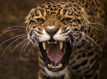 Jaguar de animale (50 de poze) arata si in cazul in care beastul traieste, caracterul si viteza de pisica, negru