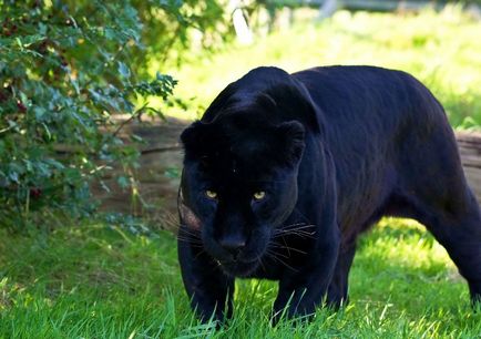 Jaguar de animale (50 de poze) arata si in cazul in care beastul traieste, caracterul si viteza de pisica, negru