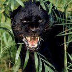 Jaguar de animale (50 de poze) arata si in cazul in care beastul traieste, caracterul si viteza de pisica, negru