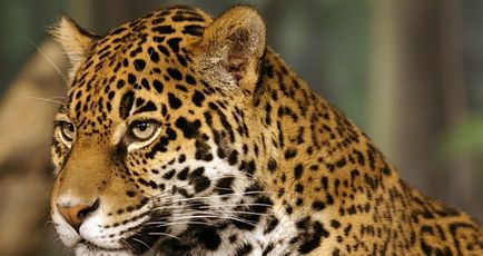 Jaguar de animale (50 de poze) arata si in cazul in care beastul traieste, caracterul si viteza de pisica, negru