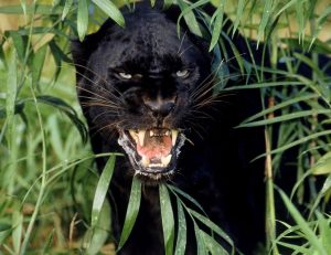 Állati Jaguar (50 fotó) külleme és ahol az állat életét, a természet és a sebesség egy macska, egy fekete (úgy néz ki) Állati Jaguar (50 fotó) külleme és ahol az állat életét, a természet és a sebesség a macska, fekete