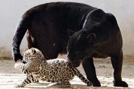 Jaguar de animale (50 de poze) arata si in cazul in care beastul traieste, caracterul si viteza de pisica, negru