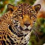 Тварина ягуар (50 фото) як виглядає і де мешкає звір, характер і швидкість кішки, чорна
