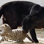 Jaguar de animale (50 de poze) arata si in cazul in care beastul traieste, caracterul si viteza de pisica, negru