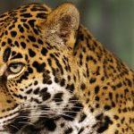 Jaguar de animale (50 de poze) arata si in cazul in care beastul traieste, caracterul si viteza de pisica, negru