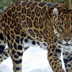 Jaguar de animale (50 de poze) arata si in cazul in care beastul traieste, caracterul si viteza de pisica, negru