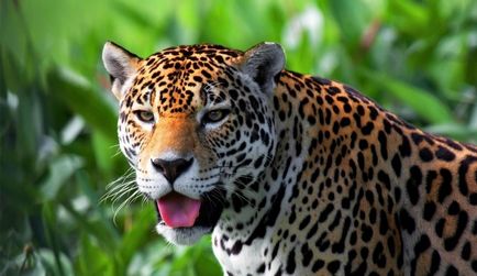 Jaguar de animale (50 de poze) arata si in cazul in care beastul traieste, caracterul si viteza de pisica, negru