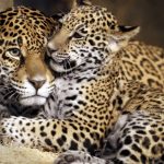 Jaguar de animale (50 de poze) arata si in cazul in care beastul traieste, caracterul si viteza de pisica, negru