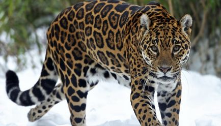 Jaguar de animale (50 de poze) arata si in cazul in care beastul traieste, caracterul si viteza de pisica, negru