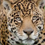 Jaguar de animale (50 de poze) arata si in cazul in care beastul traieste, caracterul si viteza de pisica, negru