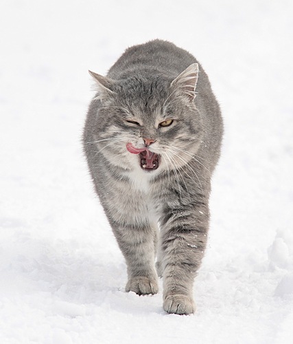 Життя у кота важка (сергей вяцкій)