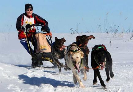 Sporturi de iarnă cu un câine - imagine 247655-56