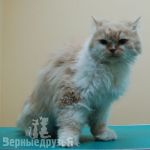 Pet szőrtelenítés szolgáltatások Marino - Hajvágás macskák