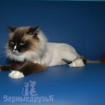 Pet szőrtelenítés szolgáltatások Marino - Hajvágás macskák