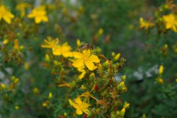 Hypericum növeli vagy csökkenti a nyomást