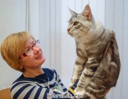 10-11 noiembrie în Bobruisk a avut loc o expoziție de pisici - vă aflați un prieten loial! Puppies de vânzare, de vânzare
