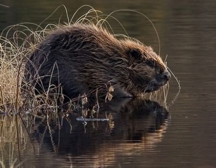 10 érdekes tény az állatok - faktrum